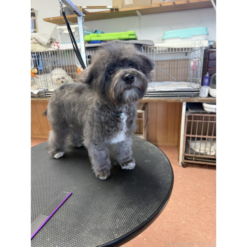 販売中の栃木県のミックス犬-431173の3枚目