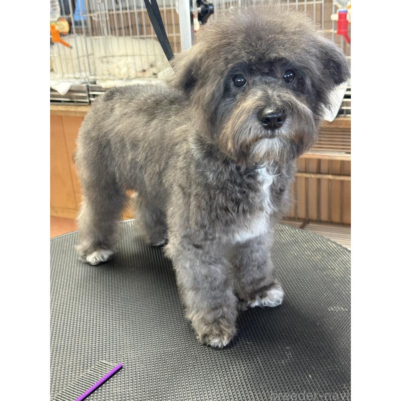 販売中の栃木県のミックス犬-431173の2枚目