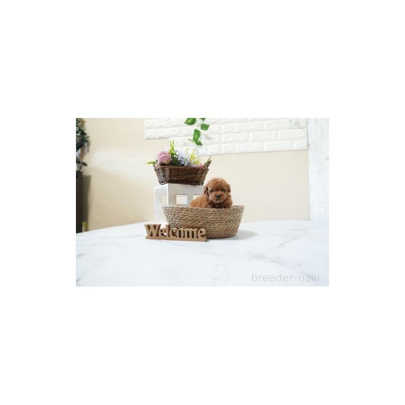 成約済の滋賀県のティーカッププードル-439004の5枚目