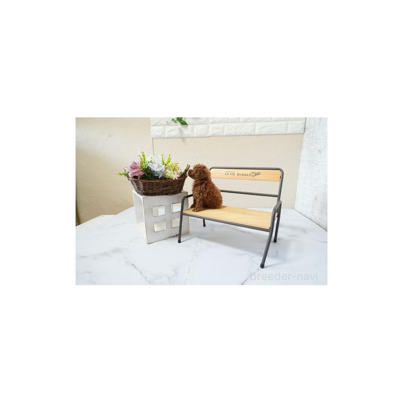 成約済の滋賀県のティーカッププードル-439004の4枚目