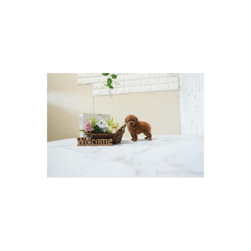 成約済の滋賀県のティーカッププードル-439004の2枚目