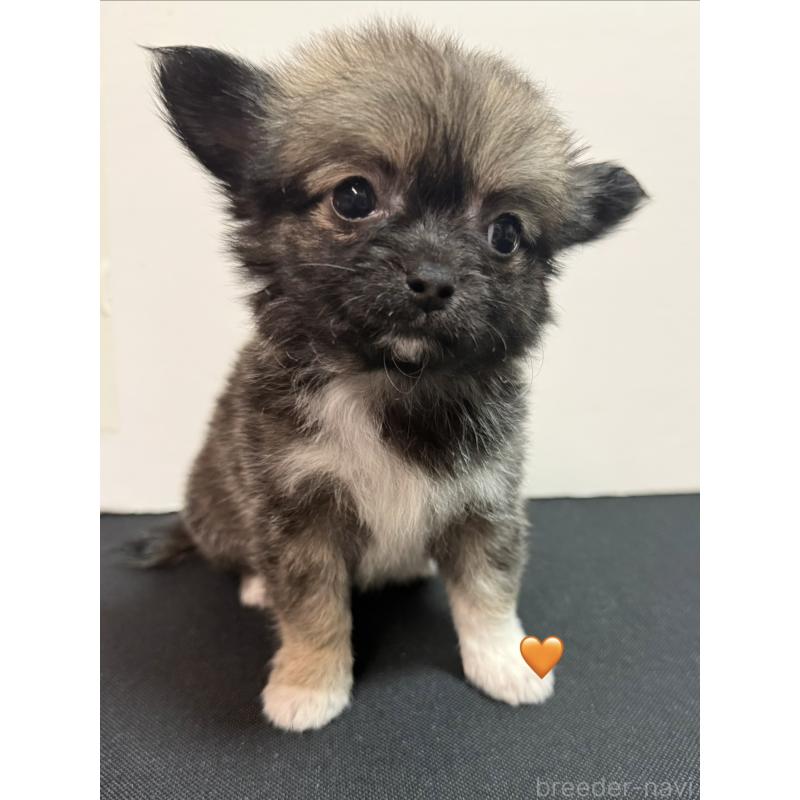 販売中の愛知県のチワワ(ロングコート)-436860の12枚目