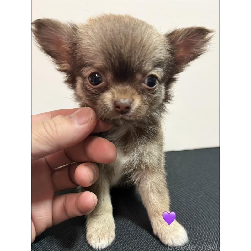 成約済の愛知県のチワワ(ロングコート)-436862の7枚目