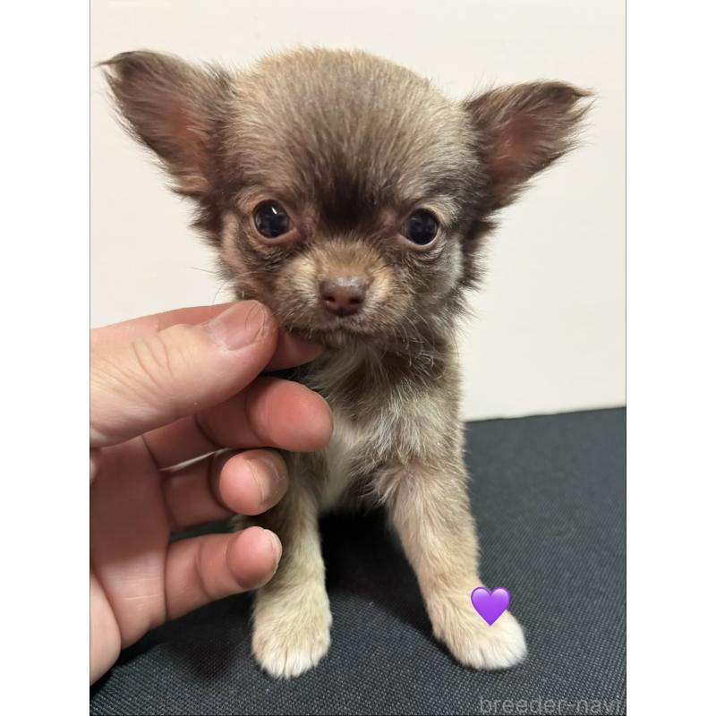 成約済の愛知県のチワワ(ロングコート)-436862の6枚目