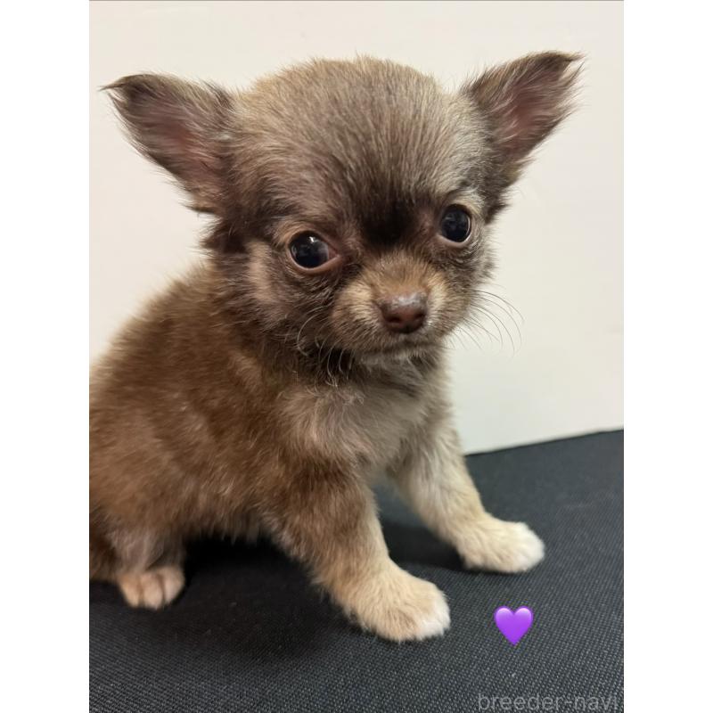 成約済の愛知県のチワワ(ロングコート)-436862の5枚目