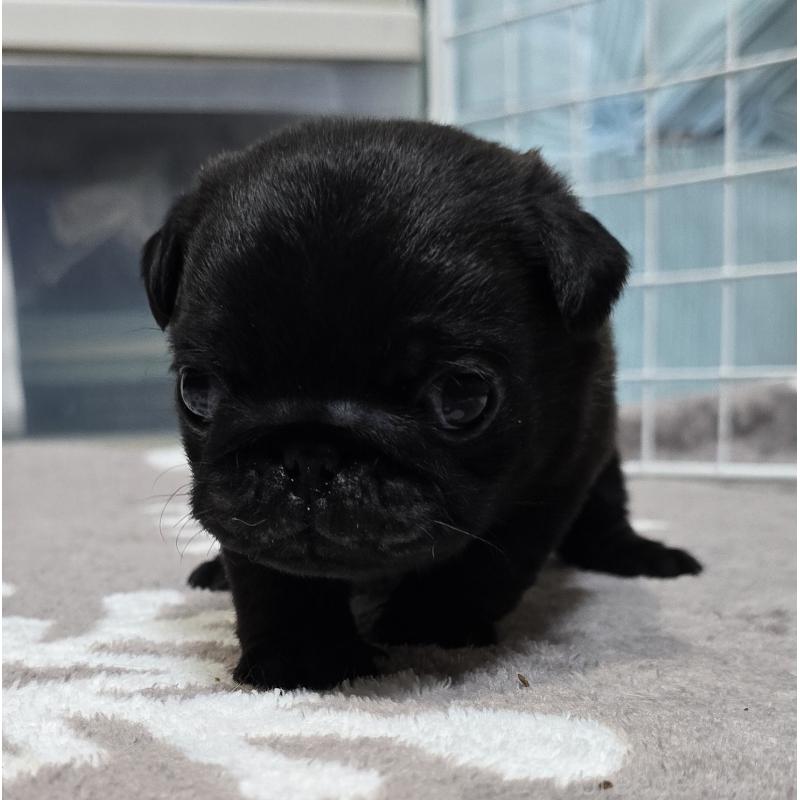 成約済の岡山県のパグ-436738の4枚目