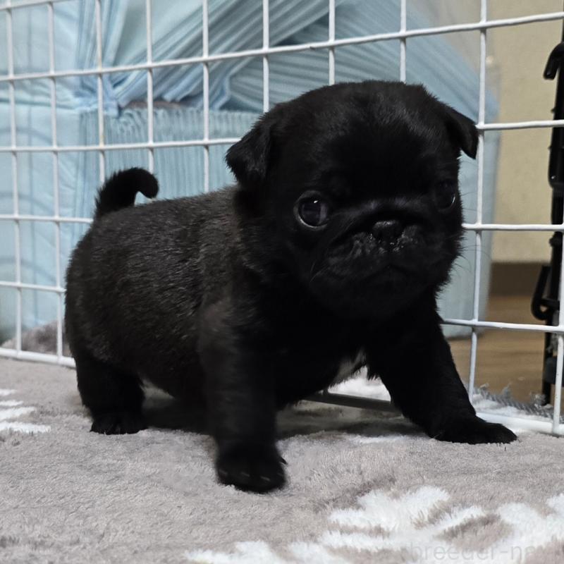 成約済の岡山県のパグ-436738の3枚目