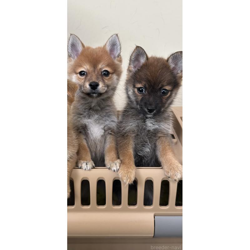 販売中の福岡県のミックス犬-419499の7枚目