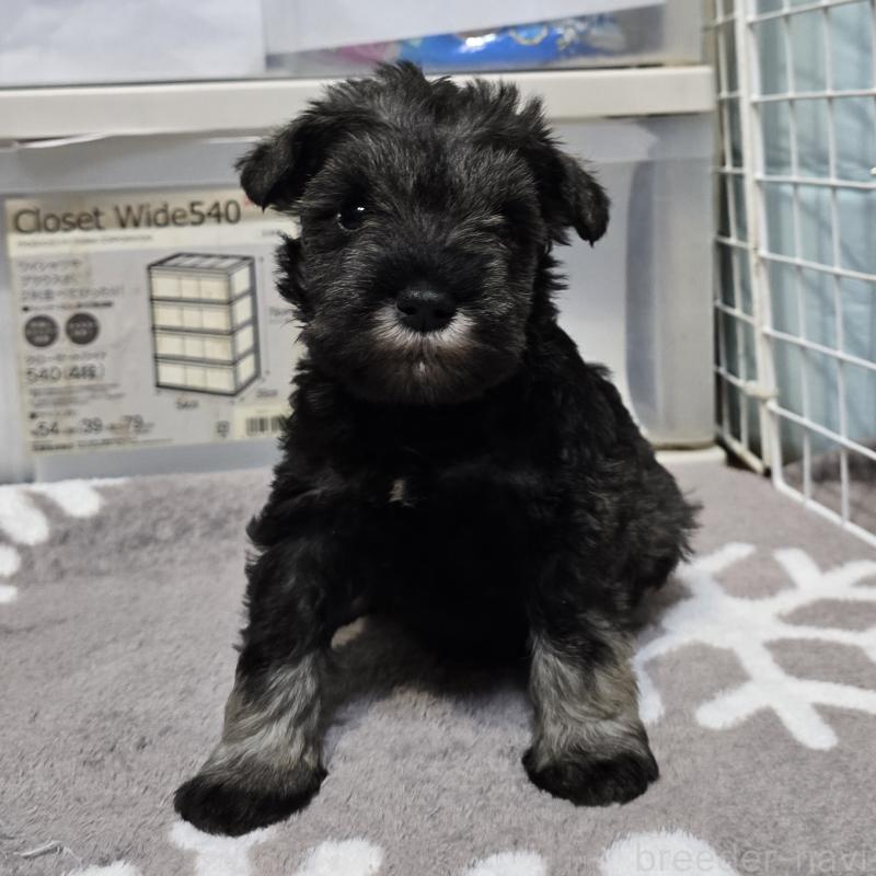 成約済の岡山県のミニチュアシュナウザー-435084の8枚目