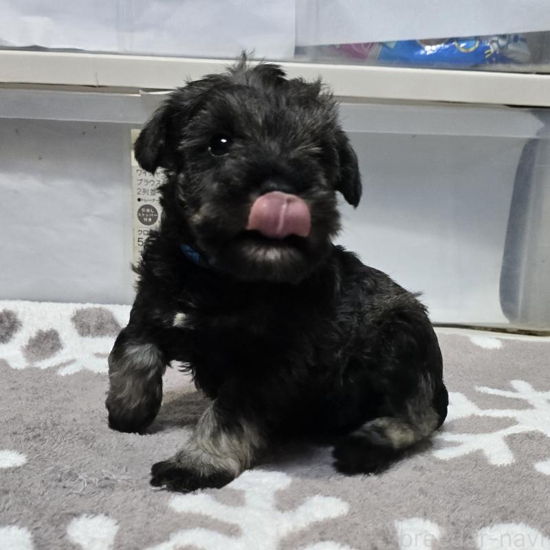 成約済の岡山県のミニチュアシュナウザー-435084の7枚目