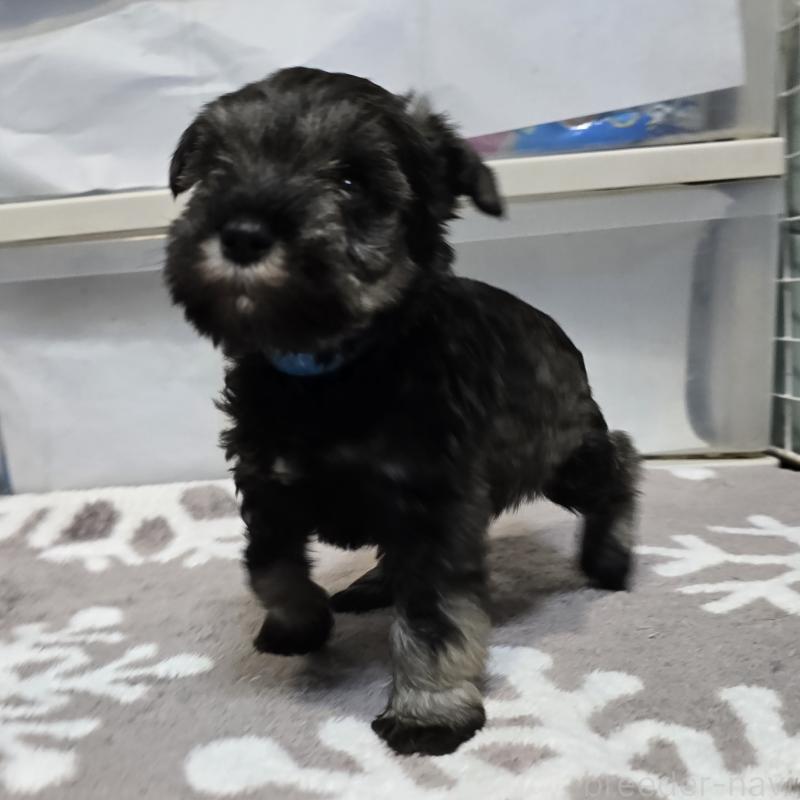 成約済の岡山県のミニチュアシュナウザー-435084の6枚目