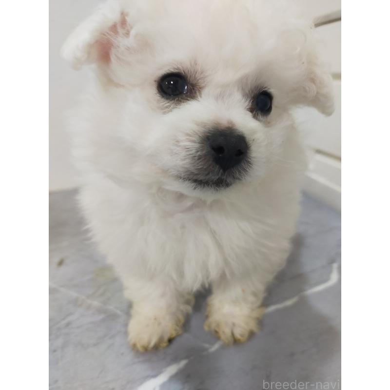 販売中の宮崎県のビションフリーゼ-438798