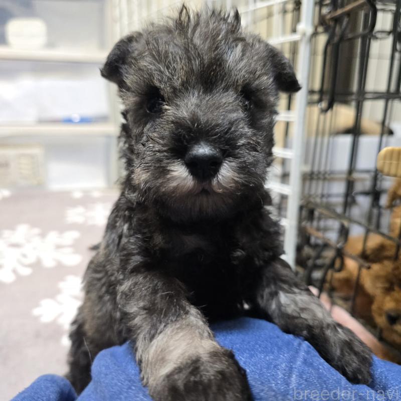 成約済の岡山県のミニチュアシュナウザー-435085の8枚目