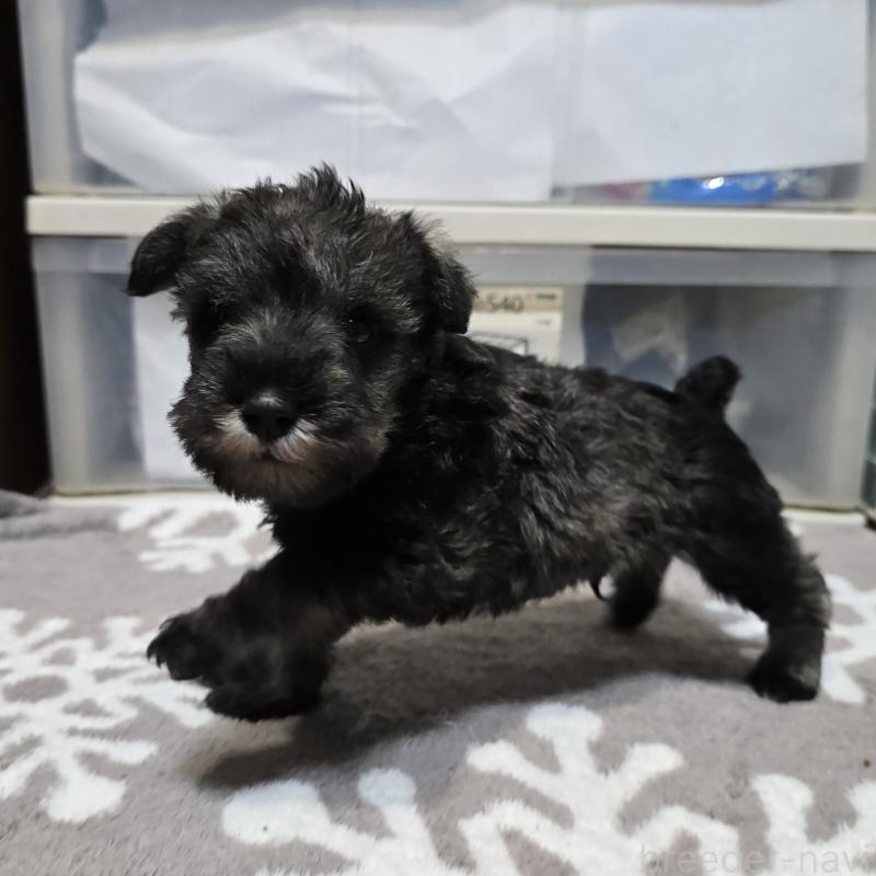 成約済の岡山県のミニチュアシュナウザー-435085の7枚目