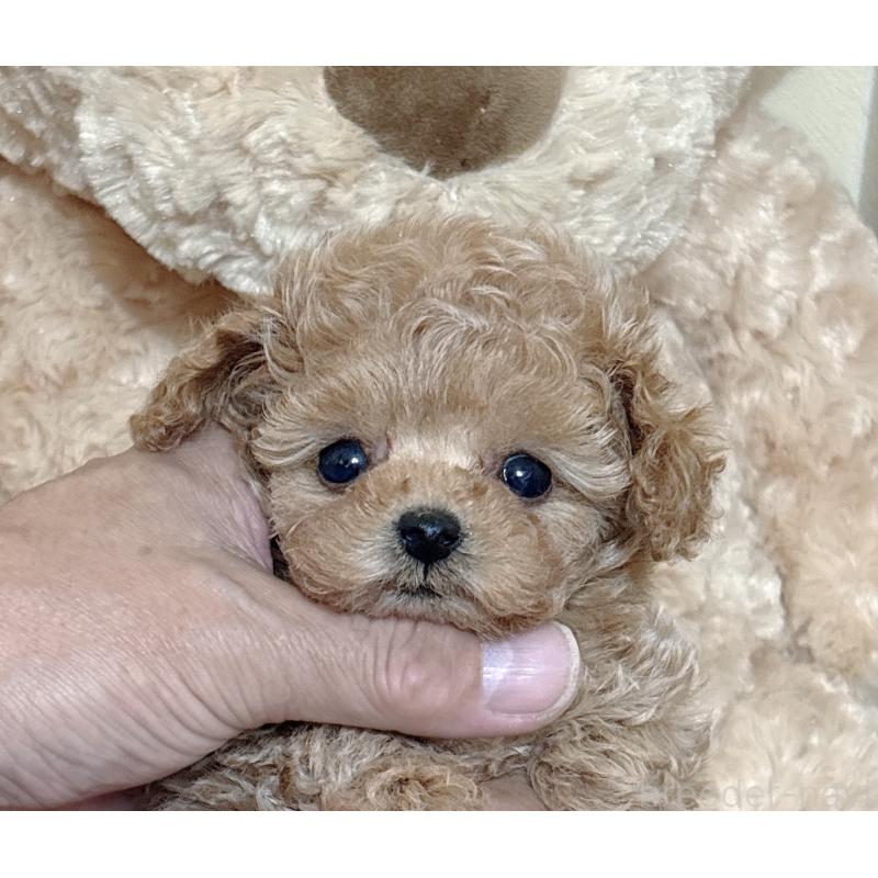 販売中の静岡県のティーカッププードル-439402の7枚目