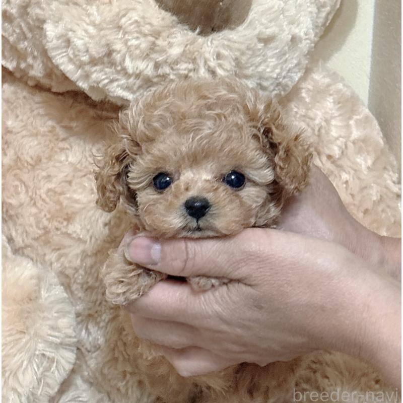 販売中の静岡県のティーカッププードル-439402の6枚目