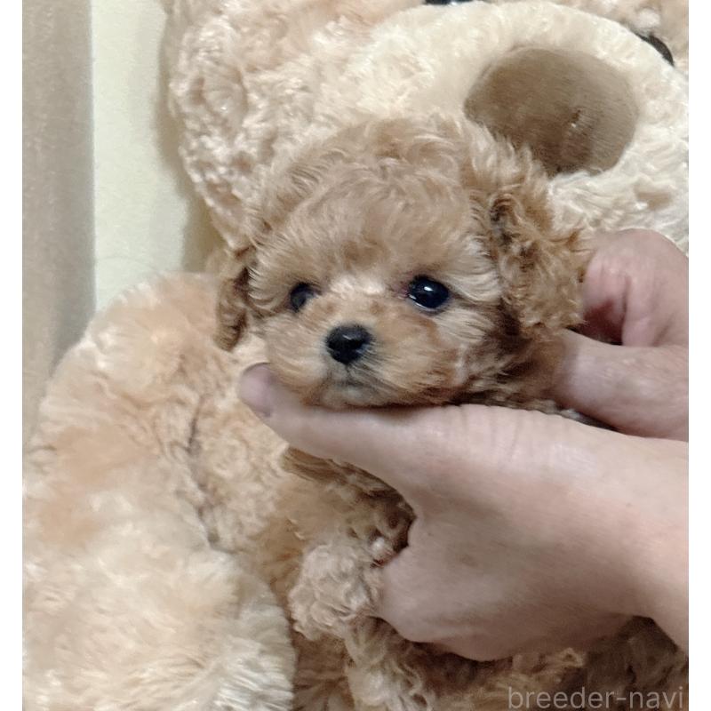 販売中の静岡県のティーカッププードル-439402の5枚目