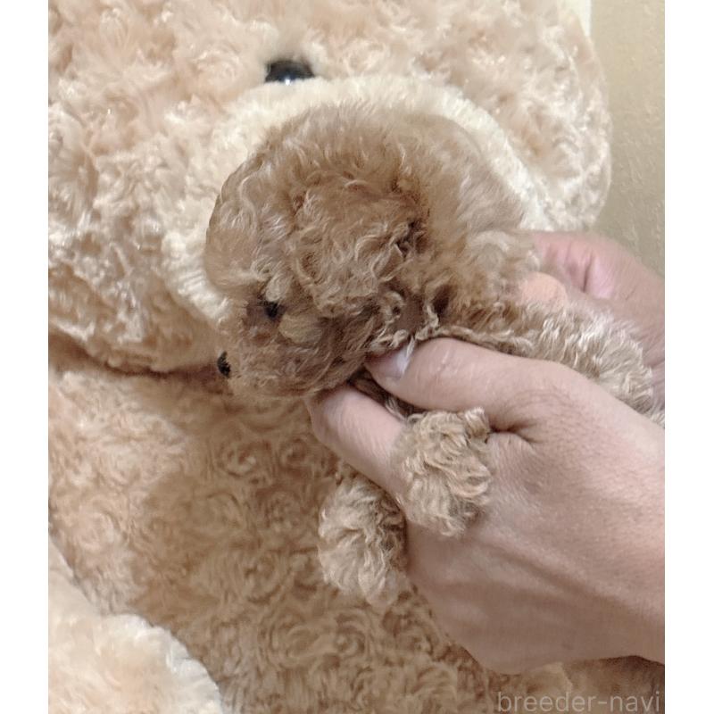 販売中の静岡県のティーカッププードル-439402の4枚目