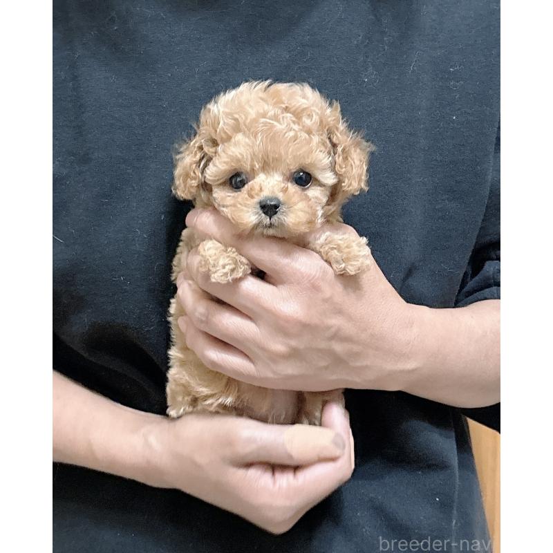 販売中の静岡県のティーカッププードル-439402の3枚目