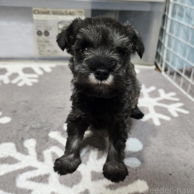 成約済の岡山県のミニチュアシュナウザー-435086の6枚目