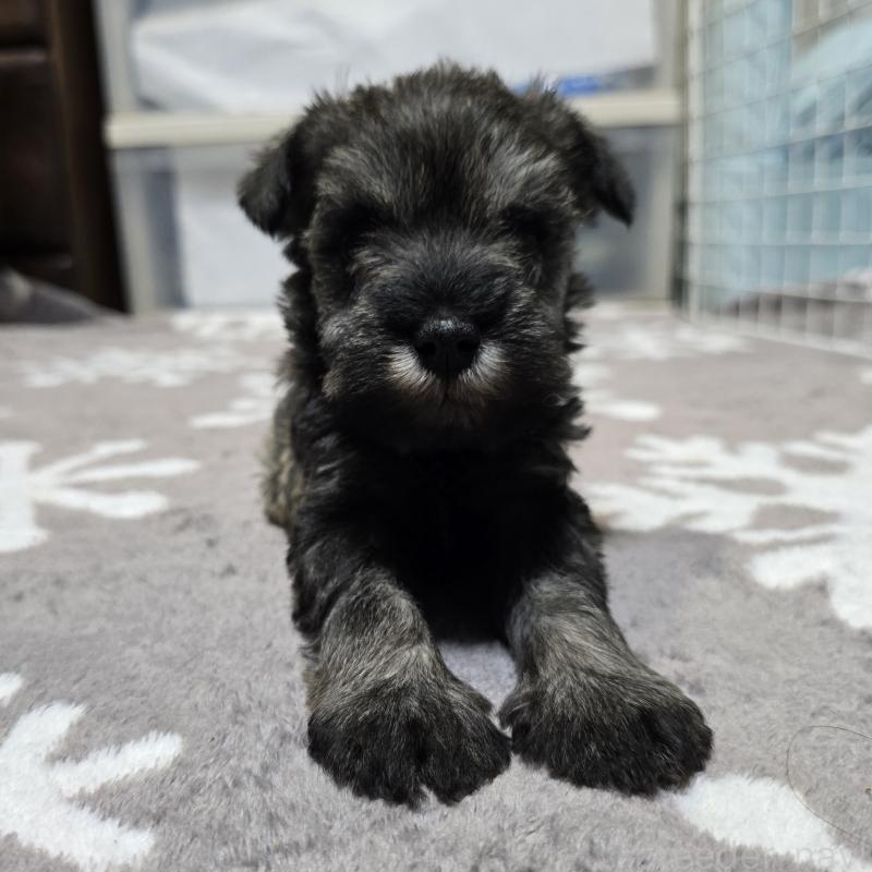 成約済の岡山県のミニチュアシュナウザー-435086の5枚目