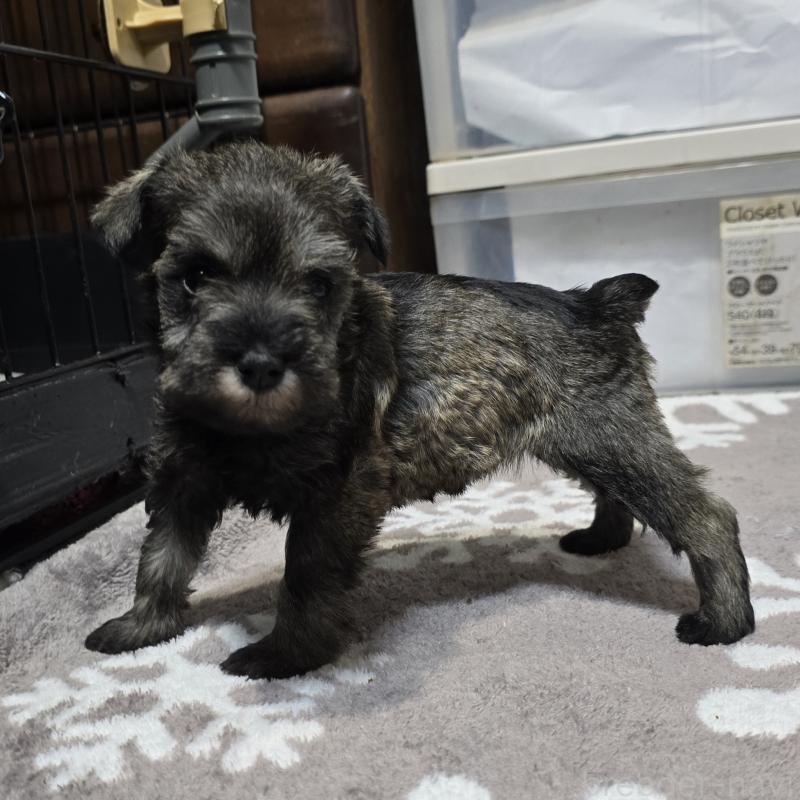 成約済の岡山県のミニチュアシュナウザー-435086の4枚目