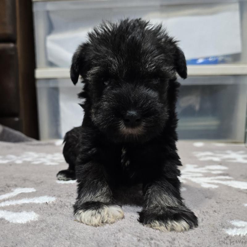 成約済の岡山県のミニチュアシュナウザー-435087の9枚目