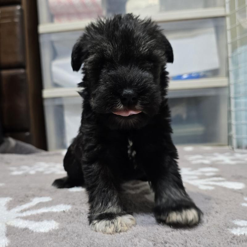 成約済の岡山県のミニチュアシュナウザー-435087の8枚目