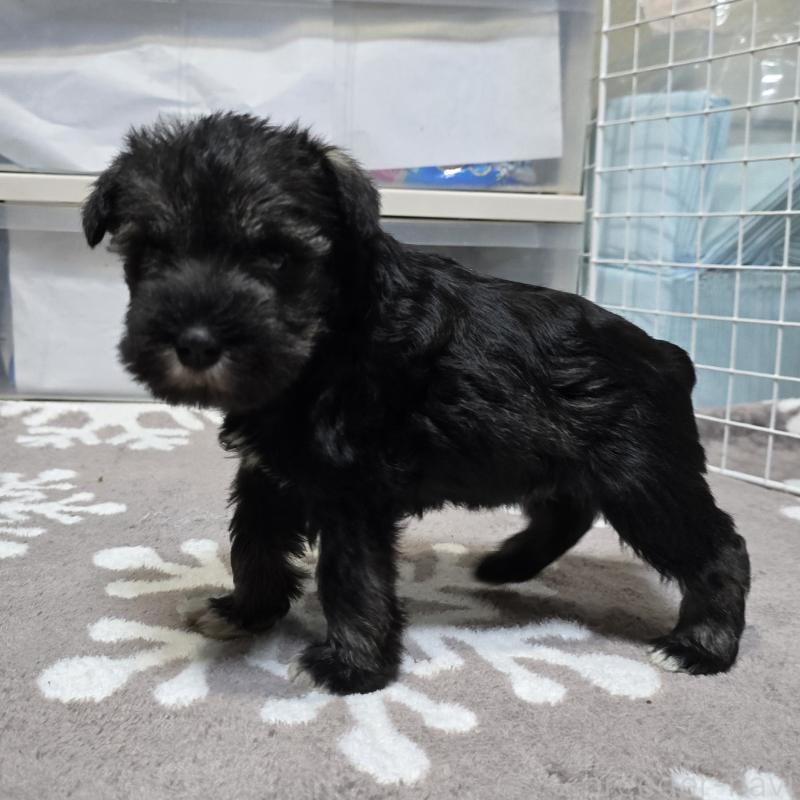 成約済の岡山県のミニチュアシュナウザー-435087の7枚目