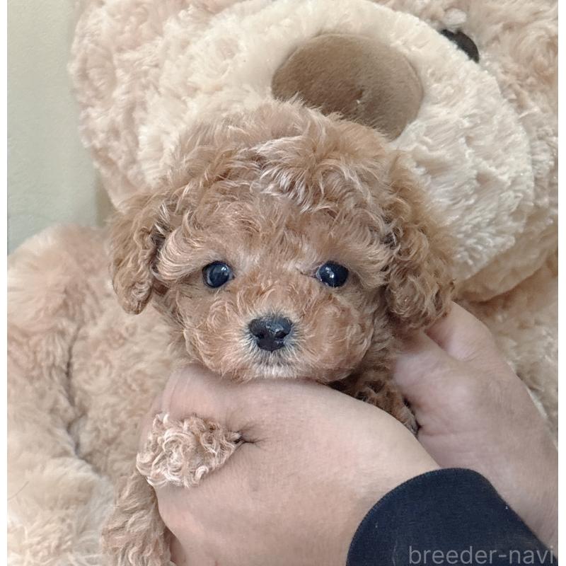 販売中の静岡県のタイニープードル-439403の7枚目