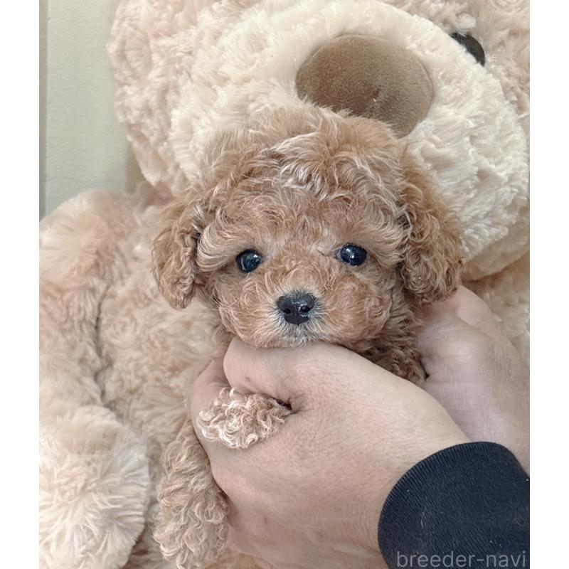 販売中の静岡県のタイニープードル-439403の5枚目