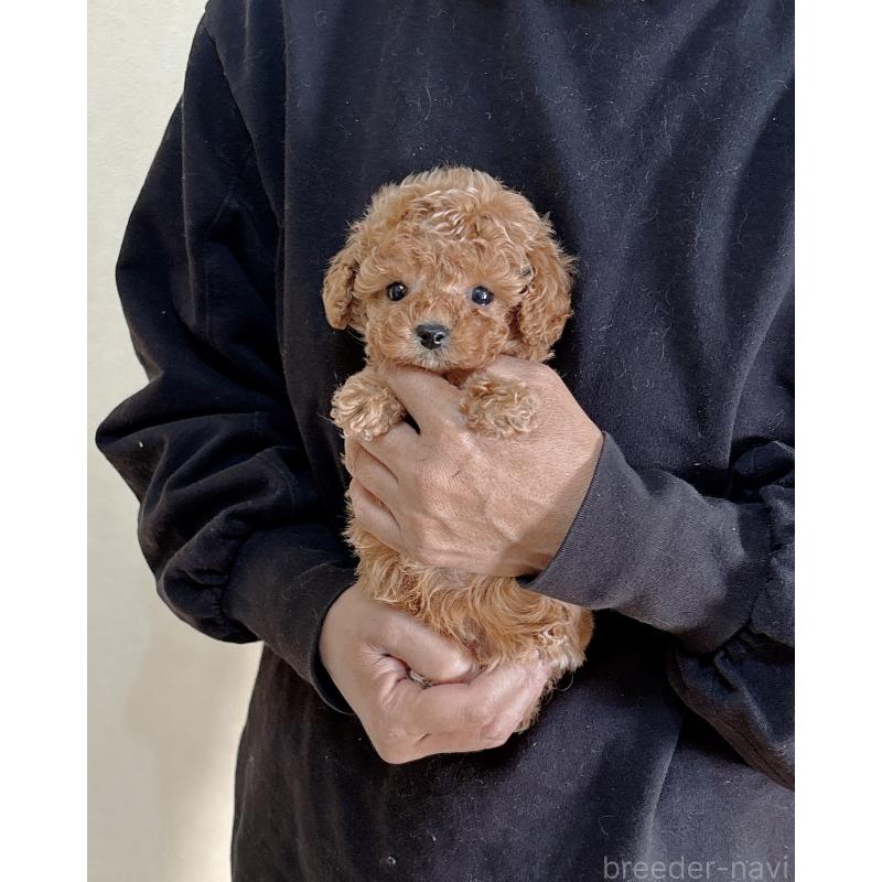 販売中の静岡県のタイニープードル-439403の4枚目