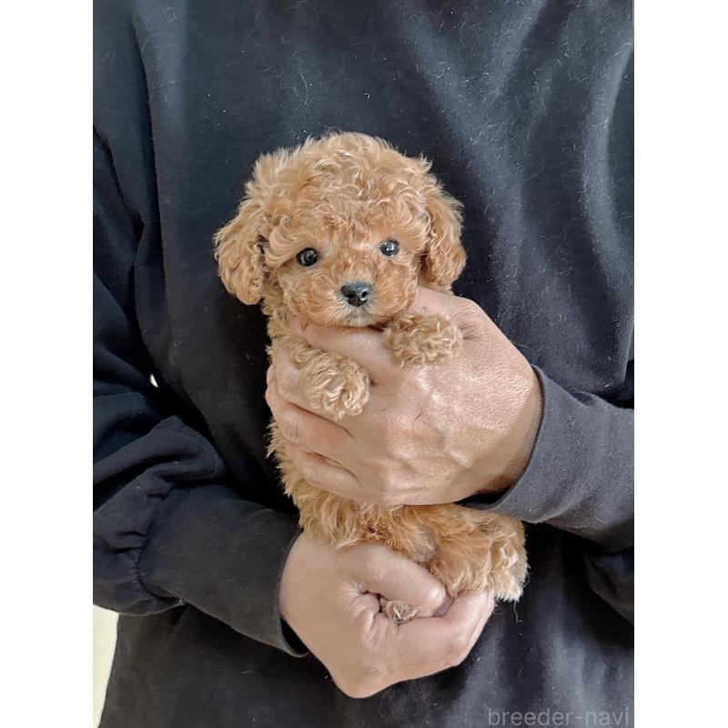 販売中の静岡県のタイニープードル-439403の3枚目