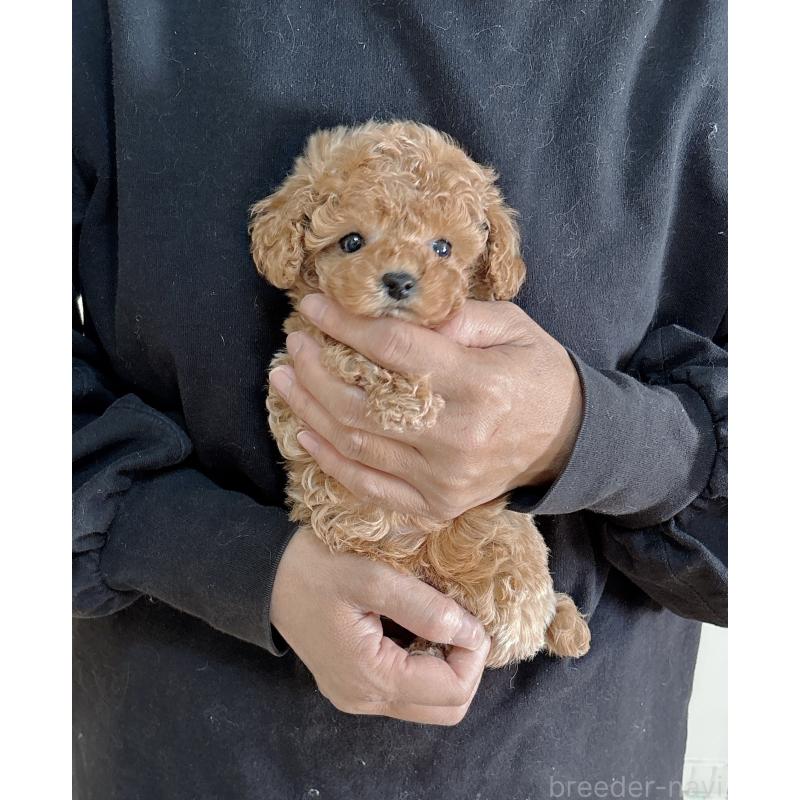 販売中の静岡県のタイニープードル-439403の2枚目