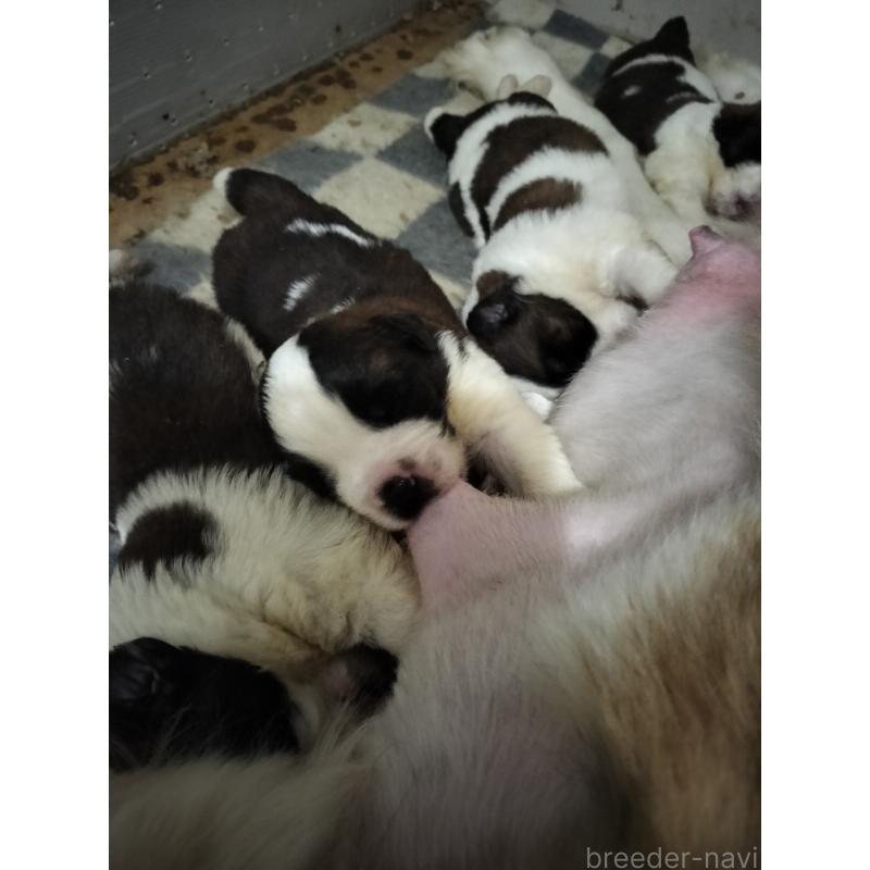 販売中の岐阜県のセントバーナード-439404