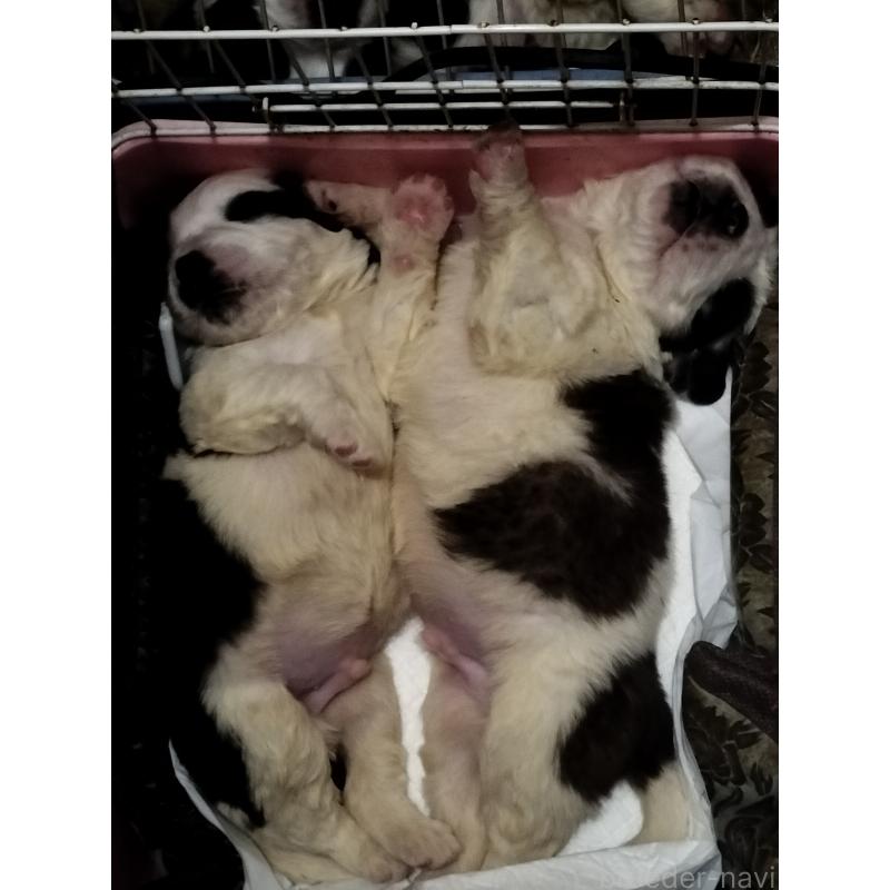 販売中の岐阜県のセントバーナード-439405の1枚目