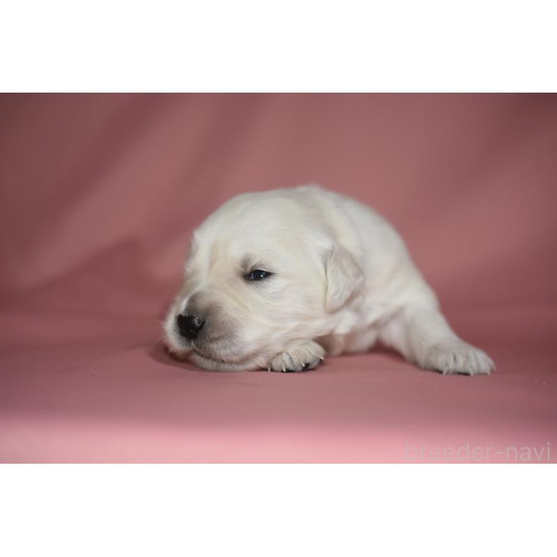 販売中の茨城県のゴールデンレトリーバー-439408の5枚目