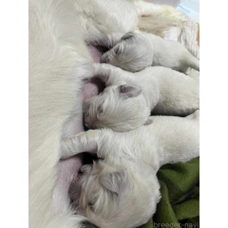 販売中の茨城県のゴールデンレトリーバー-439408の3枚目