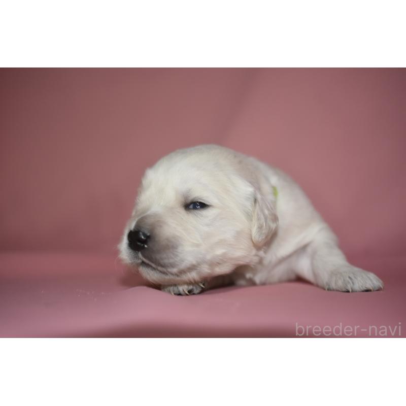 販売中の茨城県のゴールデンレトリーバー-439409の7枚目