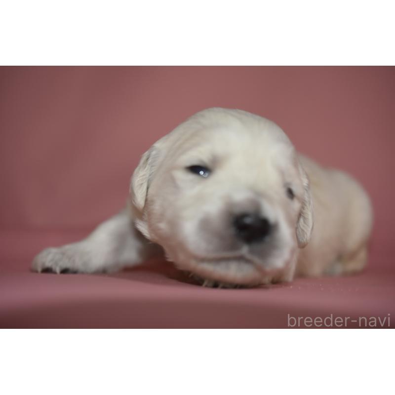 販売中の茨城県のゴールデンレトリーバー-439409の6枚目