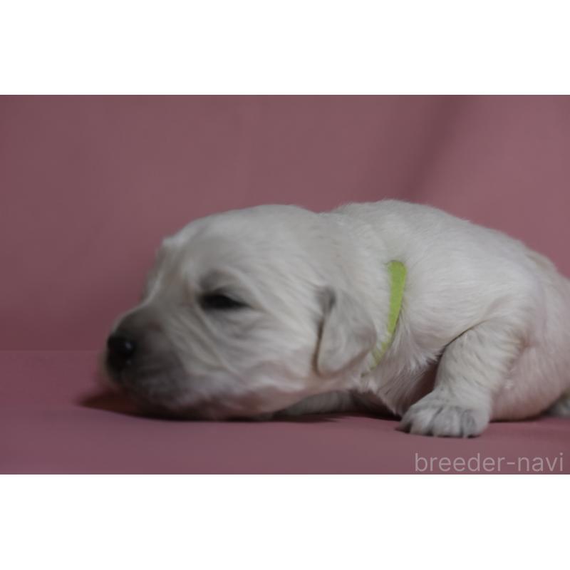 販売中の茨城県のゴールデンレトリーバー-439409の5枚目