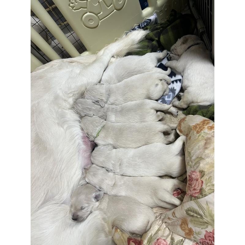 販売中の茨城県のゴールデンレトリーバー-439409の4枚目