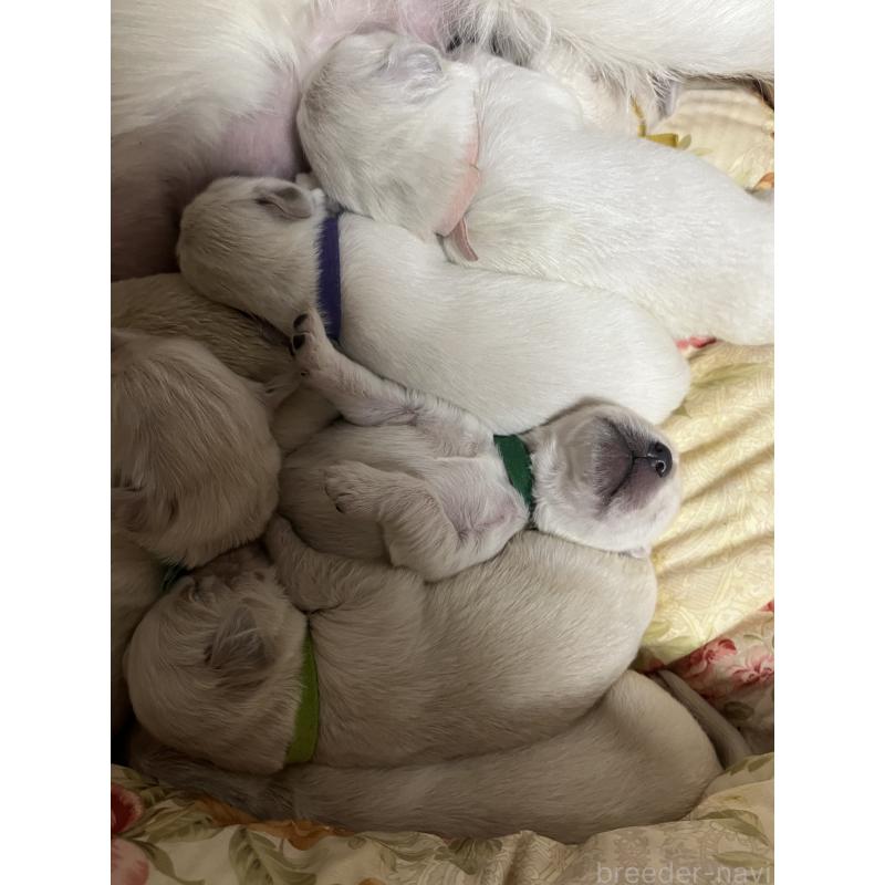 販売中の茨城県のゴールデンレトリーバー-439409の3枚目