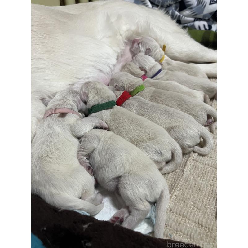 販売中の茨城県のゴールデンレトリーバー-439409の2枚目