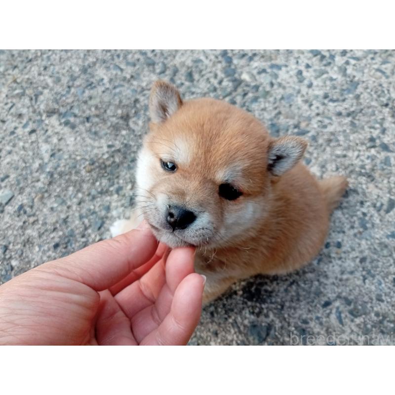 販売中の熊本県の豆柴-436767の5枚目