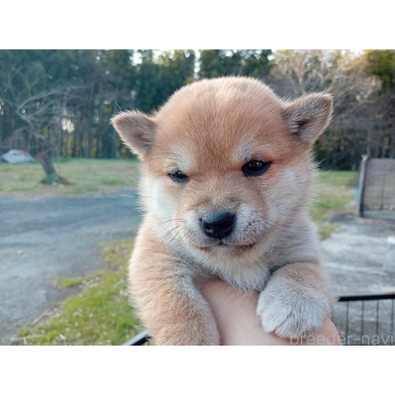 販売中の熊本県の豆柴-436767の4枚目