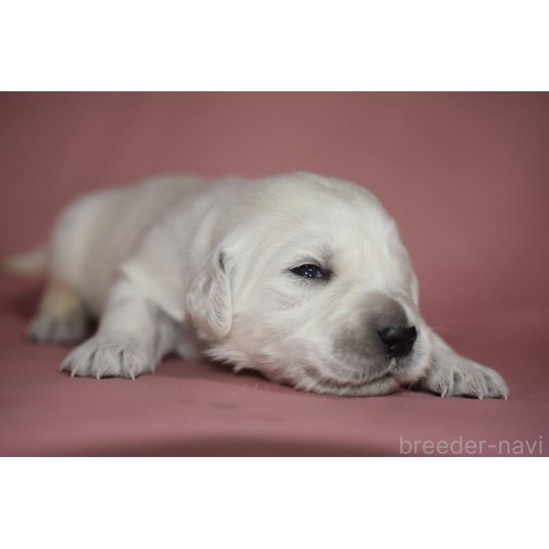 販売中の茨城県のゴールデンレトリーバー-439411の6枚目