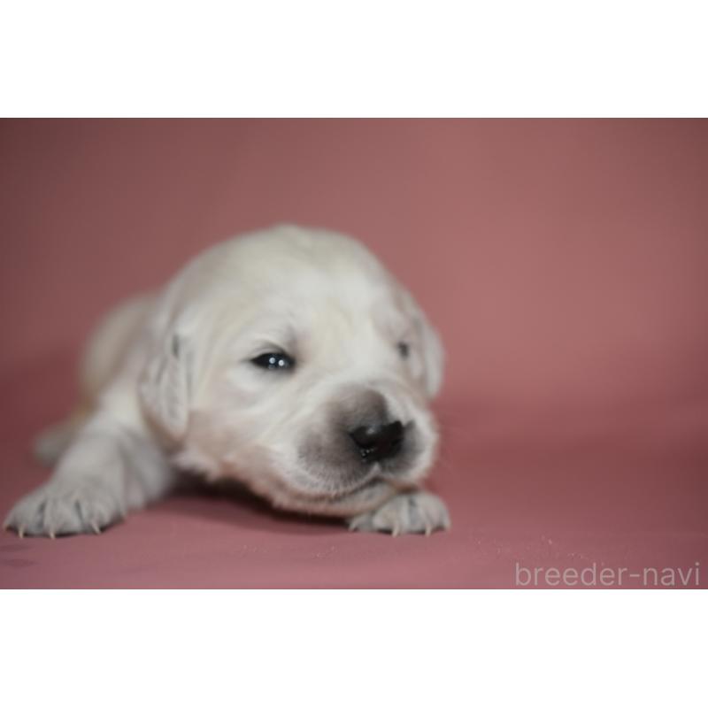 販売中の茨城県のゴールデンレトリーバー-439411の5枚目