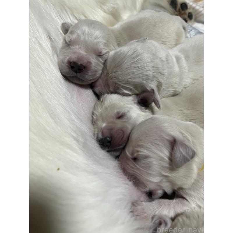 販売中の茨城県のゴールデンレトリーバー-439411の3枚目