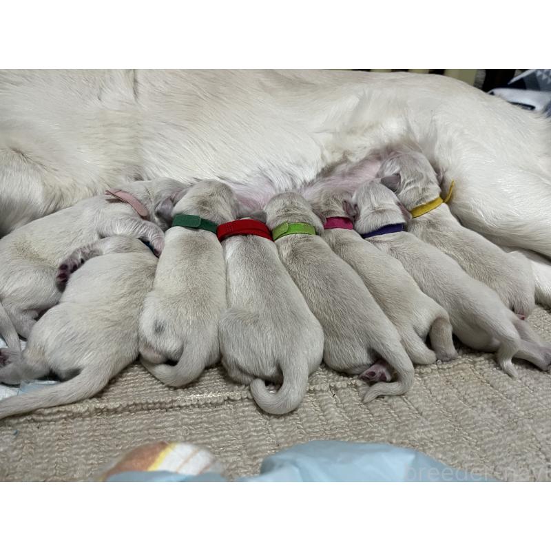 販売中の茨城県のゴールデンレトリーバー-439411の2枚目